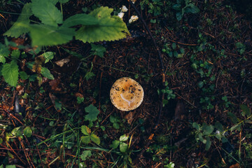 Carpathian mountain forest at early morning sunrise. Beautiful nature landcape.