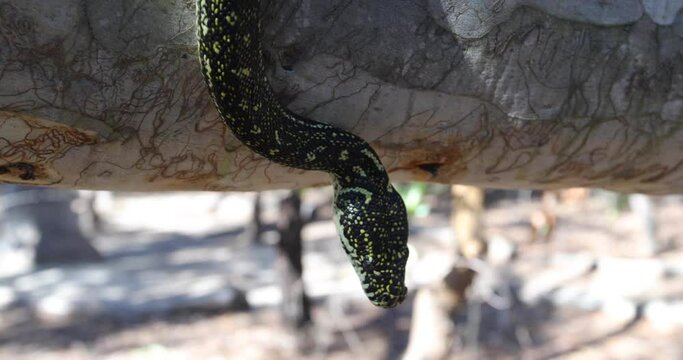 Beautiful snake hanging from large tree branch