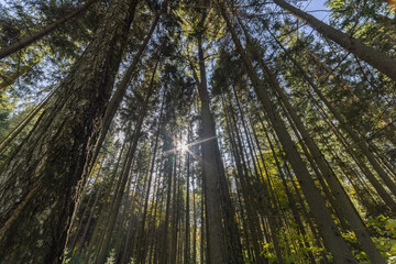 Birch tree in the pine forest, wide angle view in upward direction at summer day
