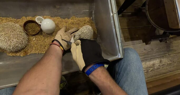 A cute young pet hedgehog eats worms from tweezers in a hand. Petting