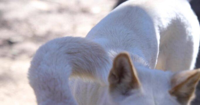 White dingo walking towards camera