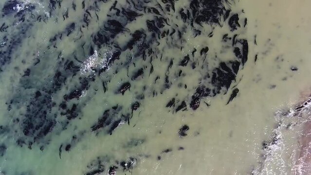 Top-view drone video capturing the scenic beach shore with abundant seaweed, featuring waves as the drone moves forward along Bodega Bay, Gualala Coast, California.