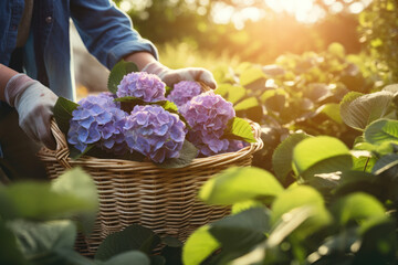 A gardener is putting Hydrangea in a basket in the garden