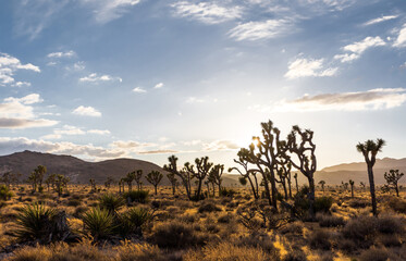 Desert landscape at Joshua tree national park