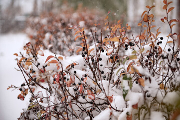 Bushes with dried leaves and black berries are covered with the first snow. The first snow fell on the bushes, with leaves and black berries.