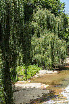 Kislovodsk Resort park. Lermonotovskaya embankment along Olkhovka mountain river. Weeping willows bend over river bed. Nature concept for design.