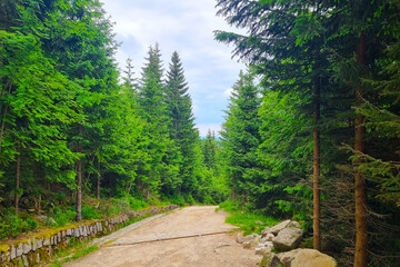 Hiking trail in the mountains in the national park in spring.