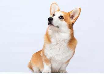 corgi dog looking up on white background