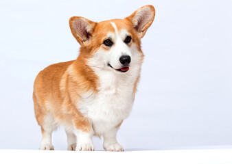 corgi dog with tongue in full length on white background