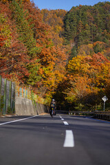 A cyclist is seen cycling towards beautiful autumn forest near the Kuzo Pass Observatory in Nagano Prefecture