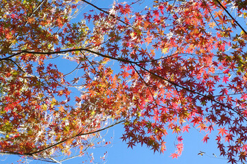 日差しを浴びる紅葉と青空