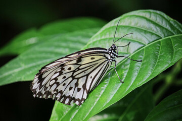Butterfly mosaic