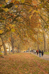 Autumn scene in Hyde Park with golden leaves on trees.  Unrecognisable people walking along a path.