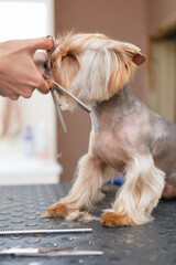 Pet groomer takes care of a Yorkshire puppy in a vet clinic. Professional animal grooming service