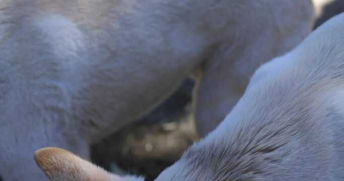 Dingo being fed - close up