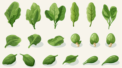 Spinach clipart