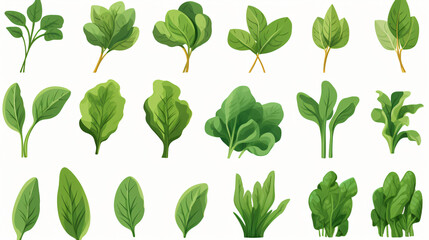 Spinach clipart