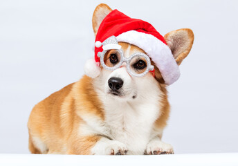 Corgi dog in a New Year's Santa hat