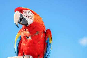 Majestic Scarlet Macaw Perched Proudly Against Sky Blue Backdrop