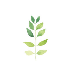 Obraz premium Hand drawn watercolor leaf tropical herb illustration for wedding invitation card, frame and wreath greenery branch transparent background PNG 300DPI