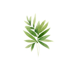 Hand drawn watercolor leaf tropical herb illustration for wedding invitation card, frame and wreath greenery branch transparent background PNG 300DPI