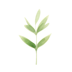 Obraz premium Hand drawn watercolor leaf tropical herb illustration for wedding invitation card, frame and wreath greenery branch transparent background PNG 300DPI