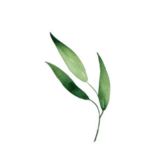 Hand drawn watercolor leaf tropical herb illustration for wedding invitation card, frame and wreath greenery branch transparent background PNG 300DPI