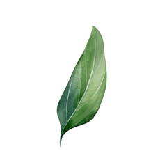 Hand drawn watercolor leaf tropical herb illustration for wedding invitation card, frame and wreath greenery branch transparent background PNG 300DPI