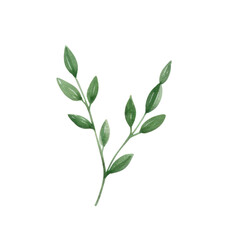 Obraz premium Hand drawn watercolor leaf tropical herb illustration for wedding invitation card, frame and wreath greenery branch transparent background PNG 300DPI
