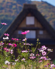 Selective focus of daisy flower with Gassho house in the background located in Shirakawago