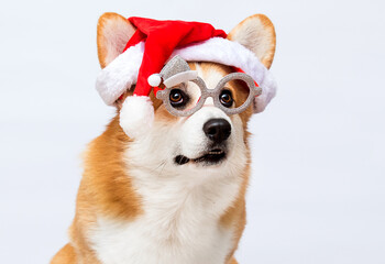 portrait of a corgi dog in a New Year's Santa hat and glasses on a white background