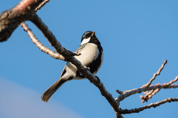 木の枝にとまるシジュウカラ