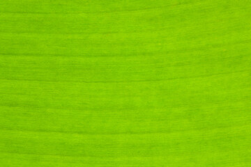banana green leaf texture - obrazy, fototapety, plakaty