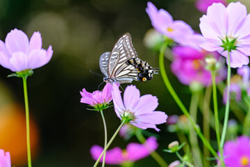 コスモスとナミアゲハ
