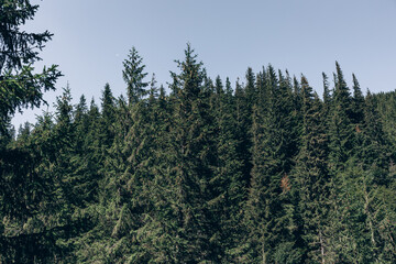 top view of the tops of trees of coniferous forests in the Carpathians