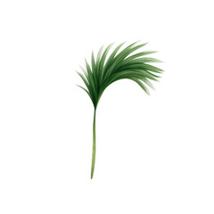 Palm areca leaf watercolor tropical leaves illustrations elements Hand drawn watercolor clipart  transparent background PNG 300 DPI