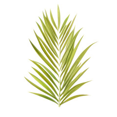 Fototapeta premium Palm areca leaf watercolor tropical leaves illustrations elements Hand drawn watercolor clipart transparent background PNG 300 DPI