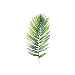 Palm areca leaf watercolor tropical leaves illustrations elements Hand drawn watercolor clipart  transparent background PNG 300 DPI