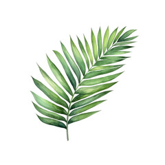 Fototapeta na wymiar Palm areca leaf watercolor tropical leaves illustrations elements Hand drawn watercolor clipart transparent background PNG 300 DPI