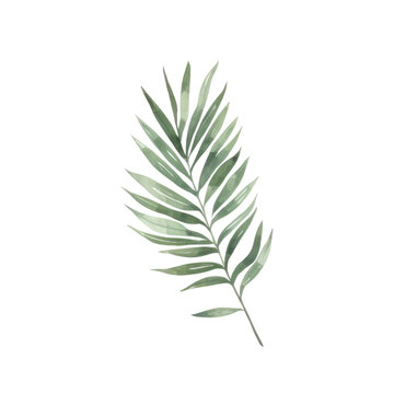 Palm areca leaf watercolor tropical leaves illustrations elements Hand drawn watercolor clipart  transparent background PNG 300 DPI
