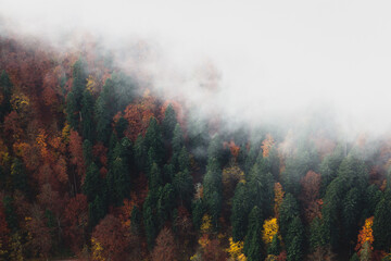 Autumn forest and fog, view from the top - obrazy, fototapety, plakaty