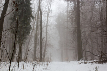 Forest in the fog