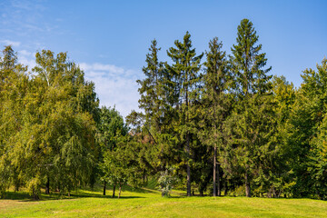 Beautiful green spruce trees with a grass field next to a summer forest in the Carpathian mountains on a sunny day, Ukraine