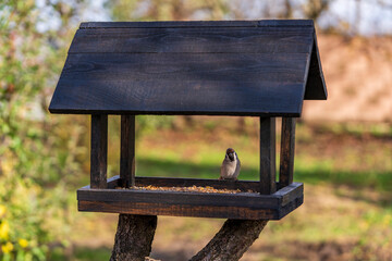Naklejka premium Wooden bird feeder on autumn garden. Sparrow in feeder, close up