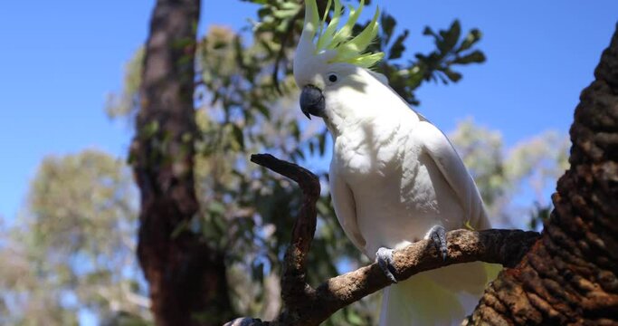 Which Cockatoo In Tree Raising Feathers On Head