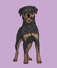 Rottweiler Rottie Dog Standing Front View