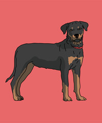 Rottweiler Rottie Dog Standing Side View