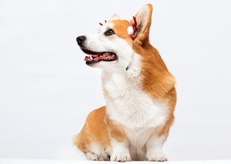 Corgi dog in New Year's deer