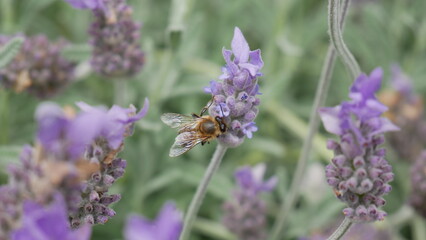 bees on a lavender plant