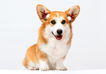 Corgi dog in New Year's deer antlers on a white background